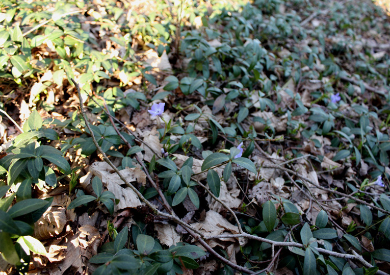 Le prime fioriture primaverili